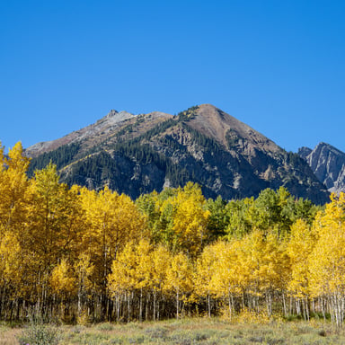Golden aspen trees with a Colorado mountain peak under a clear blue sky in fall